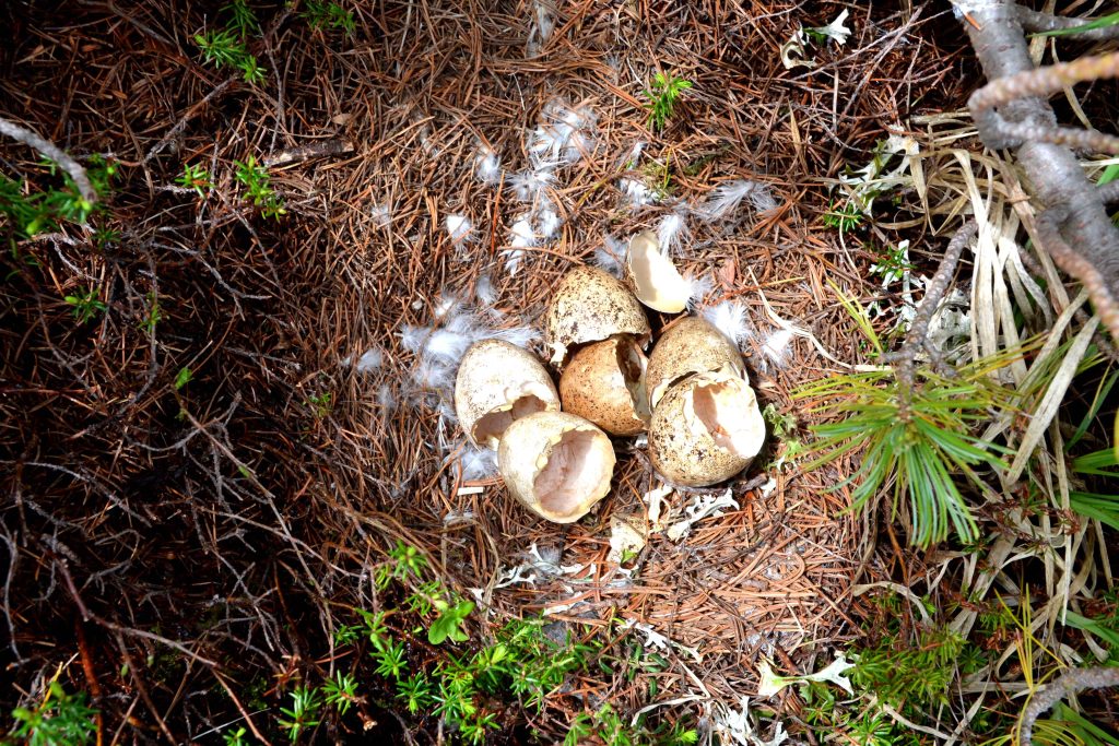 写真１　無事雛が孵化し、巣だった後に残された卵の殻。半分に割れた卵の殻は、雛が無事孵化したことを示しています。6月28日撮影
